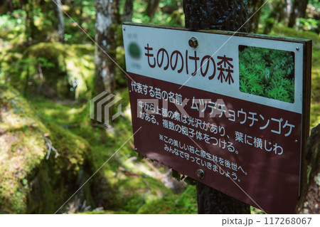 「苔の森」の中の説明板【北八ヶ岳・八千穂高原・白駒池】長野県 117268067