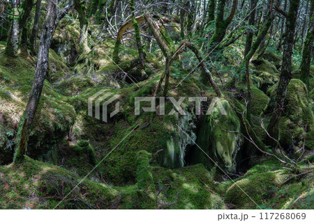 「もののけの森」の木の根元【北八ヶ岳・八千穂高原・苔の森】長野県 117268069
