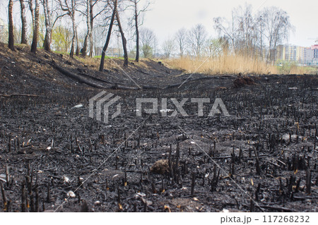 Charred Landscape After Forest Fire Charred Landscape After Forest Fire 117268232