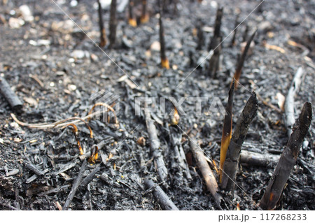 Close-Up of Burnt Ground After Wildfire Close-Up of Burnt Ground After Wildfire 117268233