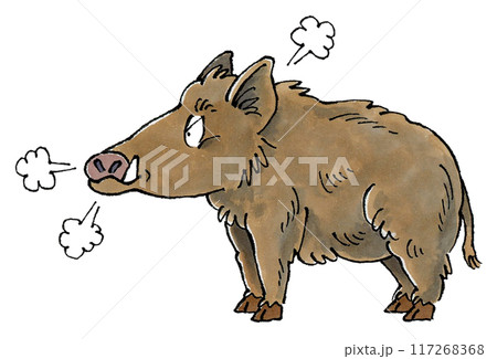 怒るイノシシ 117268368