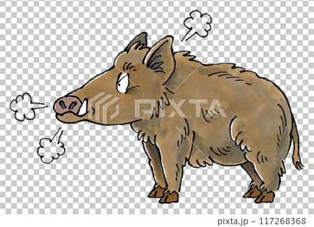 怒るイノシシ 117268368