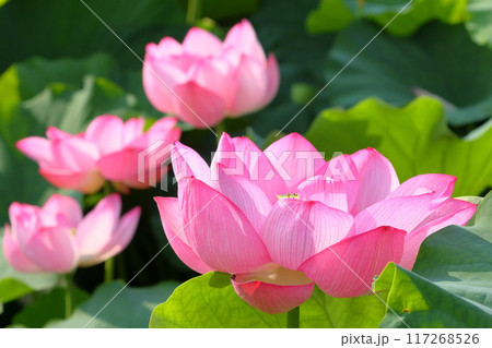 埼玉県比企郡川島町下八ツ林　平成の森公園蓮池の古代ハスの花群生 117268526