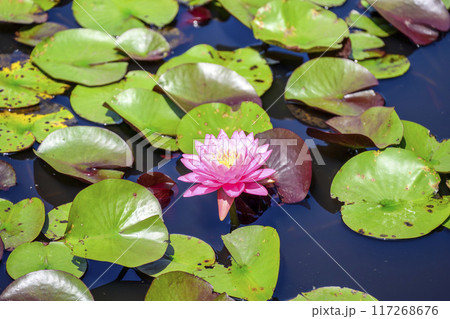 スイレンの花 ピンク色 イメージ 117268676