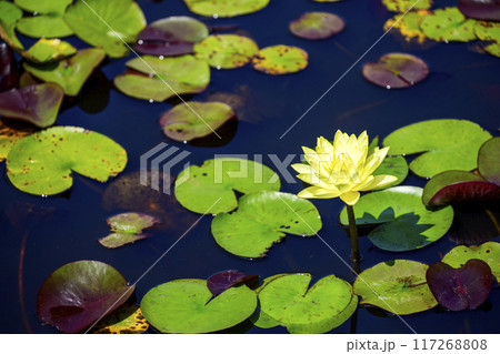 スイレンの花 黄色 夏の花 イメージ 117268808