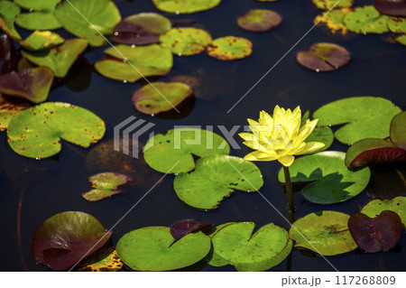 スイレンの花 黄色 夏の花 イメージ 117268809