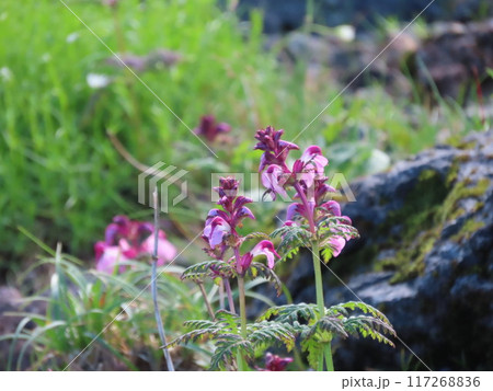 真夏の高山植物ヨツバシオガマ 117268836