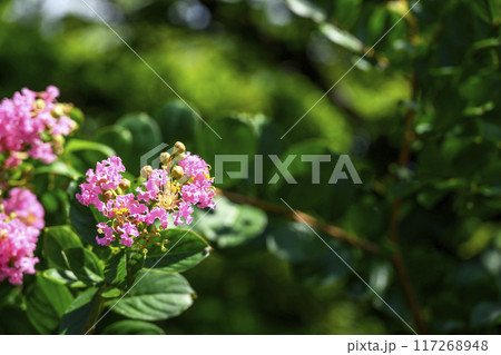 サルスベリの花 ピンク 夏の花 イメージ サルスベリの花 ピンク 夏の花 イメージ 117268948