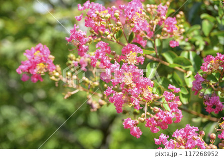 サルスベリの花 ピンク 夏の花 イメージ サルスベリの花 ピンク 夏の花 イメージ 117268952