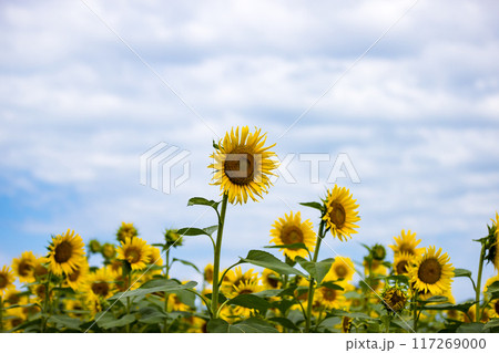 ひまわり畑 ひまわり畑 117269000