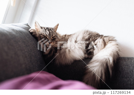 Portrait sleeping maine coon cat Portrait sleeping maine coon cat 117269134