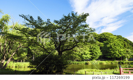 神奈川県横浜市金沢区称名寺・稱名寺の夏 117269199