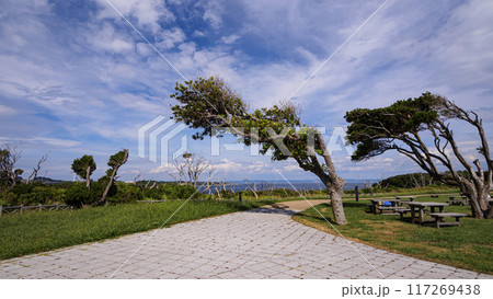 三浦半島の三浦市城ヶ島の夏 117269438