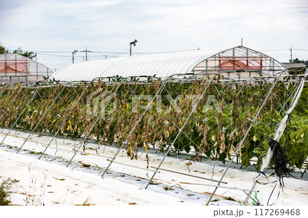 白ナス畑 117269468