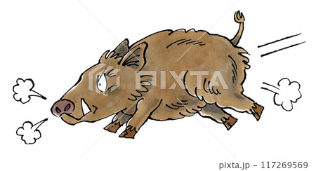 突進するイノシシ 117269569
