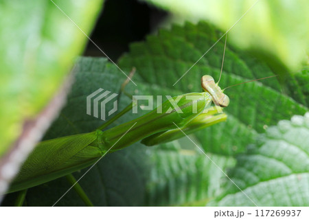 草地の茂みに身を潜めるオオカマキリの後ろ姿(自然光+ストロボ、マクロ接写撮影) 草地の茂みに身を潜めるオオカマキリの後ろ姿(自然光+ストロボ、マクロ接写撮影) 117269937