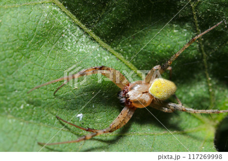 青葉上に青緑色の腹を持ったワキグロサツマノミダマシ(自然光+ストロボ、マクロ接写撮影) 青葉上に青緑色の腹を持ったワキグロサツマノミダマシ(自然光+ストロボ、マクロ接写撮影) 117269998