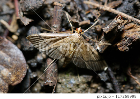 林木の落ち葉と老成アカウスイロノメイガ蛾（自然光+ストロボ・マクロ接写） 117269999
