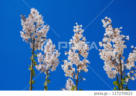 blooming branches of paulownia tree with white flowers on blue sky background in spring close-up blooming branches of paulownia tree with white flowers on blue sky background in spring close-up 117270025