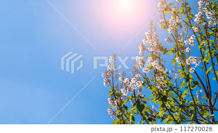 blooming branches of pink paulownia tree with flowers on sky background in spring on sunny day close up 117270026