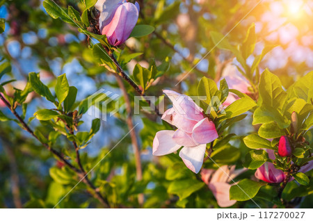 pink magnolia flowers on a flowering tree in spring on sunny day close-up pink magnolia flowers on a flowering tree in spring on sunny day close-up 117270027