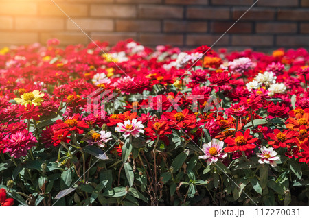 blooming red zinnia flowers in flowerbed in spring 117270031