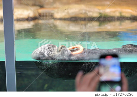 マリンワールド海ノ中道 ラッコ リロくん マリンワールド海ノ中道 ラッコ リロくん 117270250