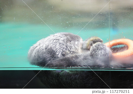 マリンワールド海ノ中道 ラッコ リロくん マリンワールド海ノ中道 ラッコ リロくん 117270251