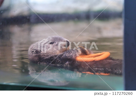 マリンワールド海ノ中道 ラッコ リロくん マリンワールド海ノ中道 ラッコ リロくん 117270260
