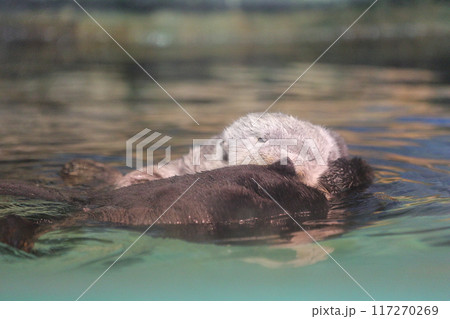 マリンワールド海ノ中道　ラッコ　リロくん 117270269