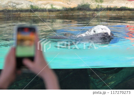 マリンワールド海ノ中道 ラッコ リロくん マリンワールド海ノ中道 ラッコ リロくん 117270273
