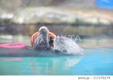 マリンワールド海ノ中道 ラッコ リロくん マリンワールド海ノ中道 ラッコ リロくん 117270279