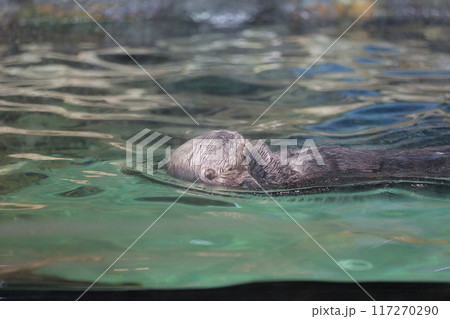 マリンワールド海ノ中道　ラッコ　リロくん 117270290