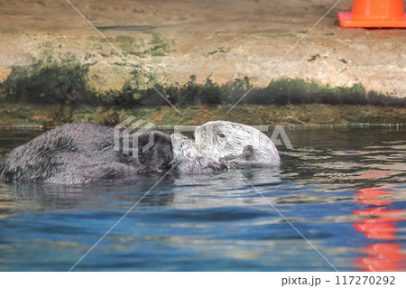 マリンワールド海ノ中道 ラッコ リロくん マリンワールド海ノ中道 ラッコ リロくん 117270292