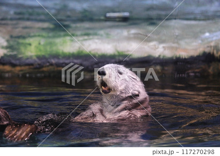 マリンワールド海ノ中道　ラッコ　リロくん 117270298