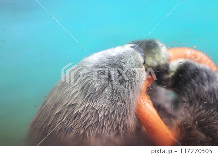 マリンワールド海ノ中道 ラッコ リロくん マリンワールド海ノ中道 ラッコ リロくん 117270305