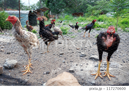 farm animals farm animals 117270600