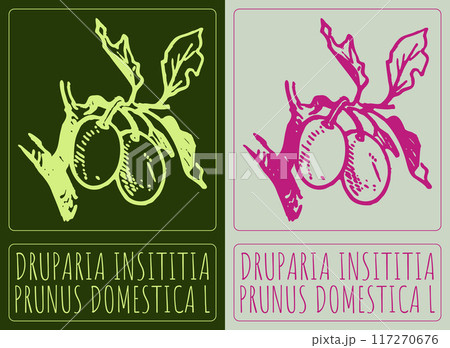 Vector drawing DRUPARIA INSITITIA . Hand drawn illustration. Latin name is PRUNUS DOMESTICA L Vector drawing DRUPARIA INSITITIA . Hand drawn illustration. Latin name is PRUNUS DOMESTICA L 117270676