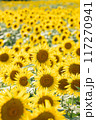 ひまわり畑 117270941