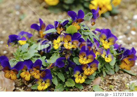 荒尾市 おもやい市民花壇 パンジー・ビオラ、 荒尾市 おもやい市民花壇 パンジー・ビオラ、 117271203