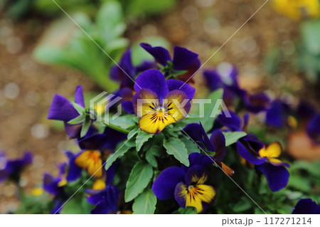 荒尾市　おもやい市民花壇　パンジー・ビオラ、 117271214
