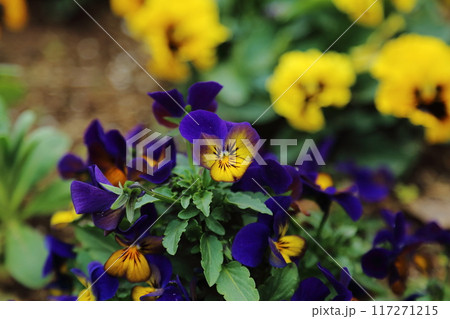 荒尾市　おもやい市民花壇　パンジー・ビオラ、 117271215