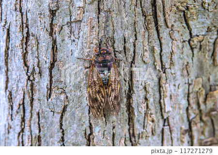 日本の横浜都市景観 夏の終わり…立秋が過ぎたが、厳しい暑さが続く…街中のセミは低い所に…8月10日 日本の横浜都市景観 夏の終わり…立秋が過ぎたが、厳しい暑さが続く…街中のセミは低い所に…8月10日 117271279