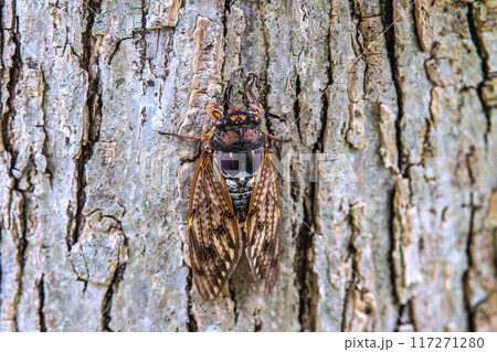 日本の横浜都市景観 夏の終わり…立秋が過ぎたが、厳しい暑さが続く…街中のセミは低い所に…8月10日 117271280