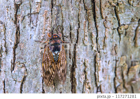 日本の横浜都市景観 夏の終わり…立秋が過ぎたが、厳しい暑さが続く…街中のセミは低い所に…8月10日 117271281