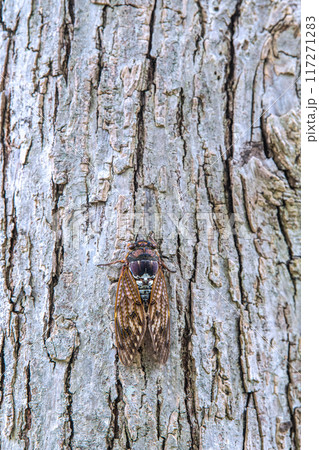 日本の横浜都市景観 夏の終わり…立秋が過ぎたが、厳しい暑さが続く…街中のセミは低い所に…8月10日 日本の横浜都市景観 夏の終わり…立秋が過ぎたが、厳しい暑さが続く…街中のセミは低い所に…8月10日 117271283