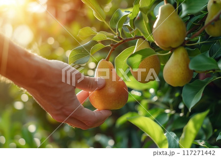 Hand holds yellow pears in rich green leaves. Fresh fruit surrounded by foliage creates tranquil atmosphere. Close-up shot highlights vibrant color against verdant background. 117271442