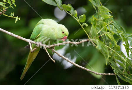 Portrait of a Rose-ringed Parakeet perching on a tree branch 117271580
