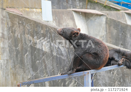 奥飛騨クマ牧場 | 岐阜県高山市【6月】 奥飛騨クマ牧場 | 岐阜県高山市【6月】 117271924