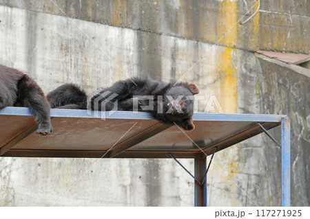 奥飛騨クマ牧場 | 岐阜県高山市【6月】 117271925